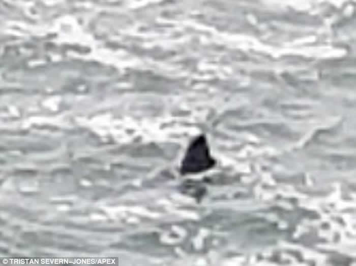 英国德文郡海岸惊现巨型鱼鳍 属于7.6米长巨鲨?