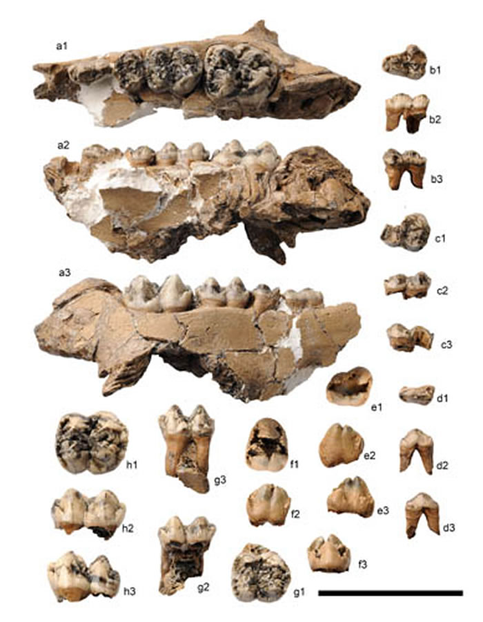 云南昭通水塘坝地点似猪兽原河猪(Propotamochoerus hyotherioides)的上颊齿(ZT-2015-1062) (侯素宽供图)