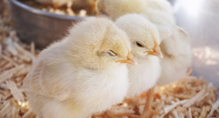 ��������ѧ��չ����С������ƿǶ��� ����Ϊ�β��ᱻĸ��ѹ��