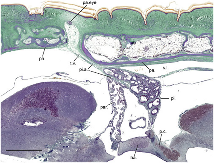 5000����ǰ������Saniwa ensidensӵ��4ֻ�۾�