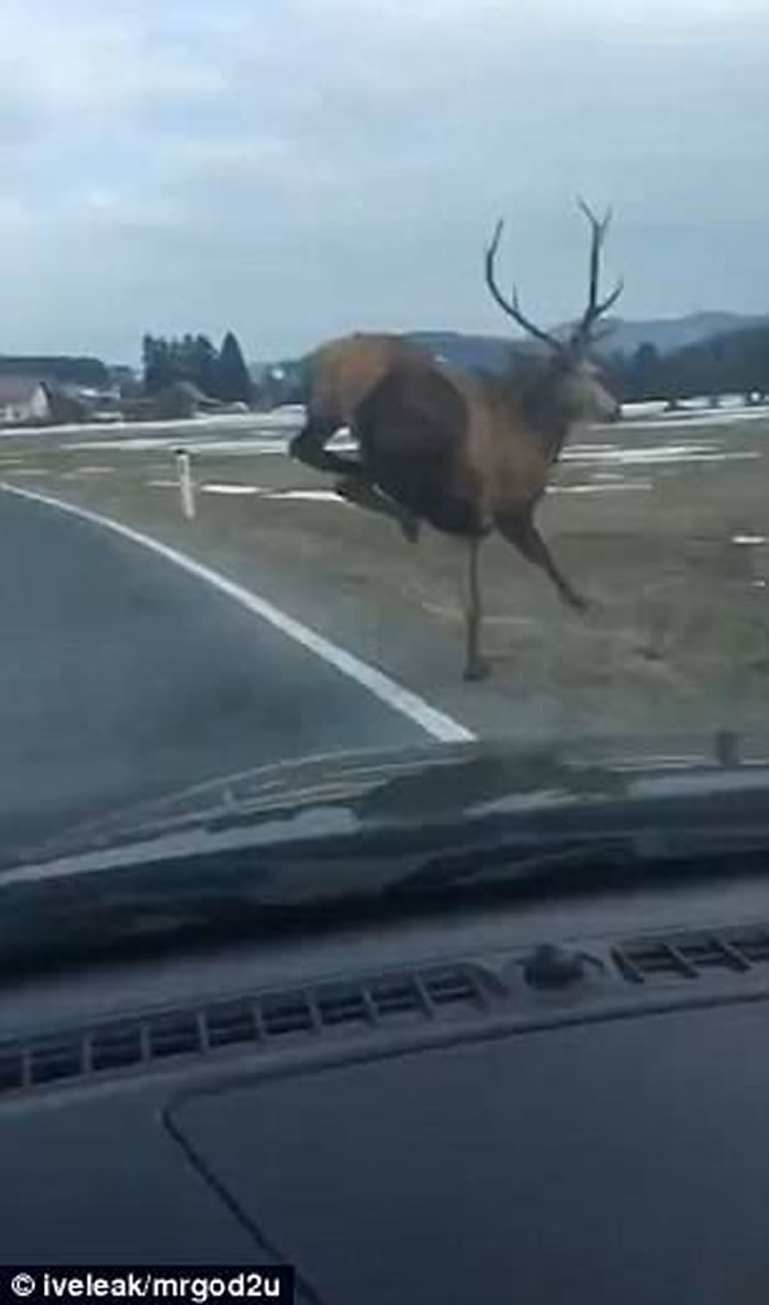 ˹�工��һֻ¹һԾ���𡰷ɡ�����·