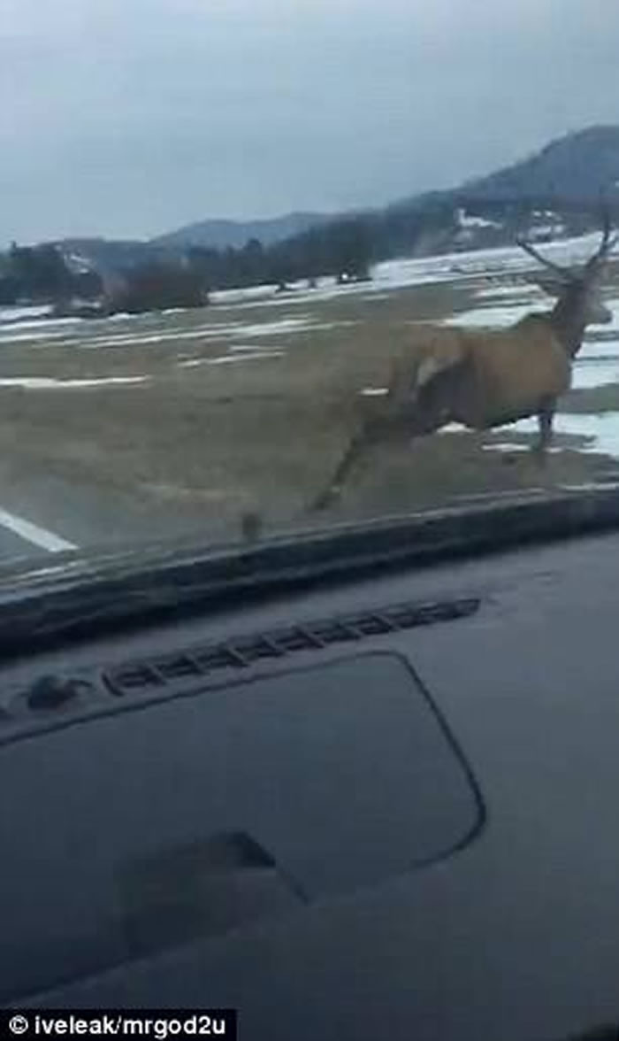 ˹�工��һֻ¹һԾ���𡰷ɡ�����·