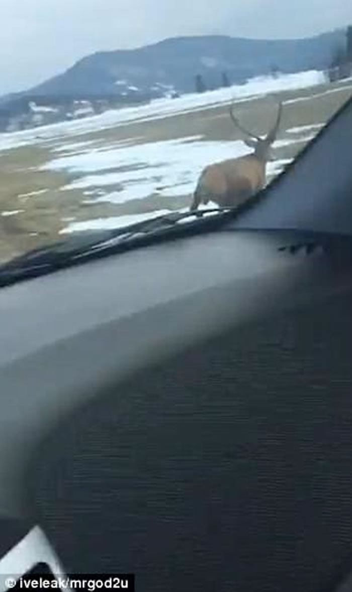 ˹�工��һֻ¹һԾ���𡰷ɡ�����·