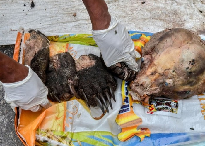 疑犯杀死多只马来熊后,再把它们剥皮及分尸。