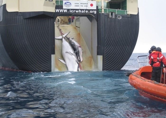 �ձ��Կ���Ϊ�ɲ����������������������ͼƬ��