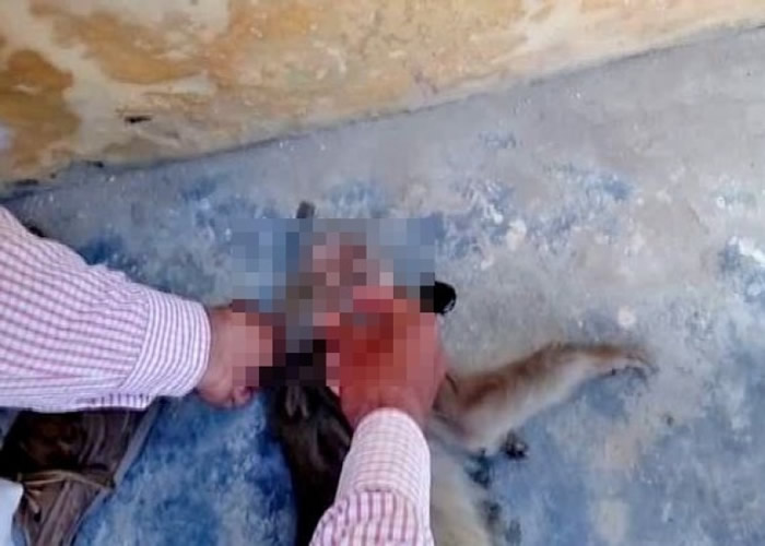 猴子死因未明。