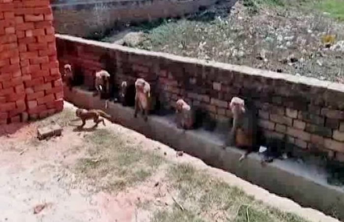 村落有大量猴子出没。