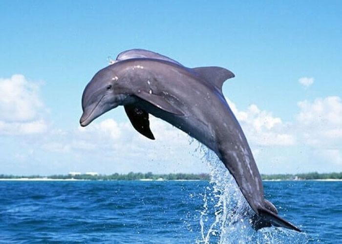 英国的科学家团队指,地中海海域的海豚会破渔网觅食。(资料图片)