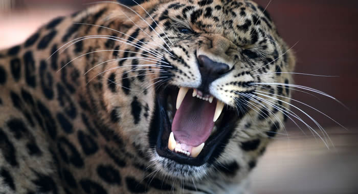 ����˹�����߽��������ء����ҹ�԰����100��ͷԶ����