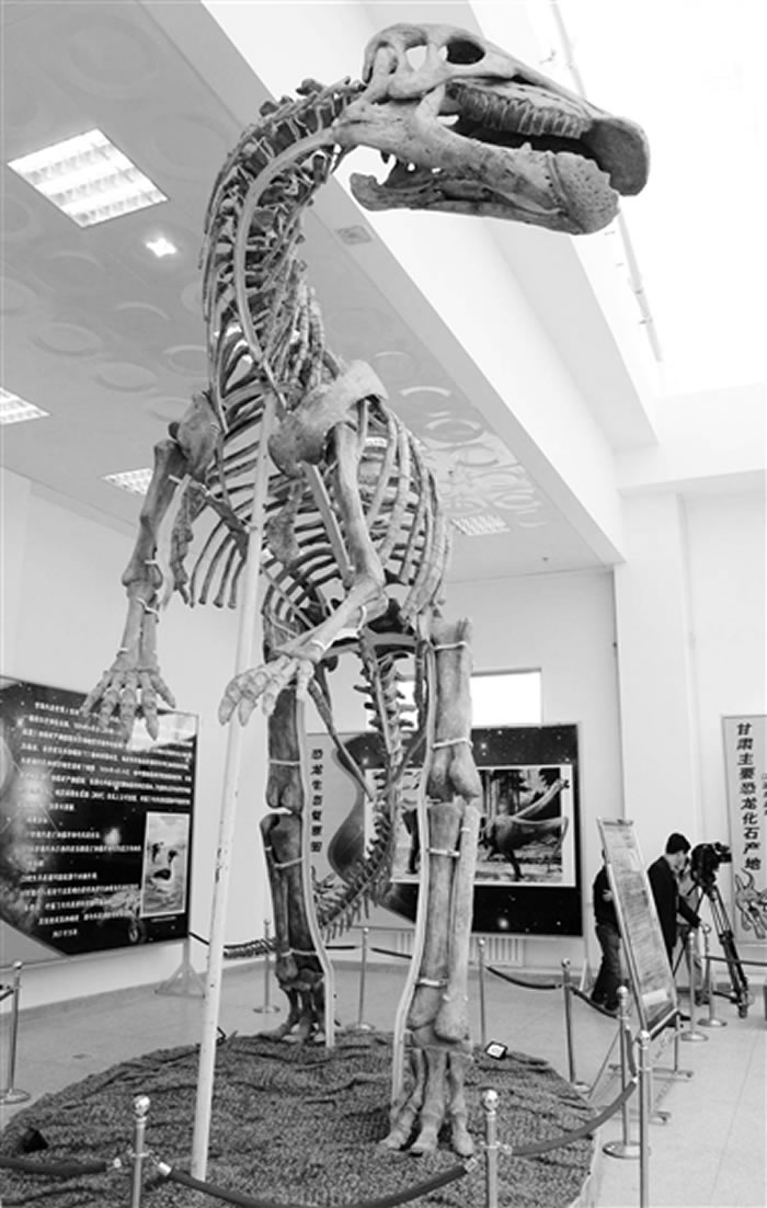 兰州曾遍布恐龙化石:听听兰州龙的故事