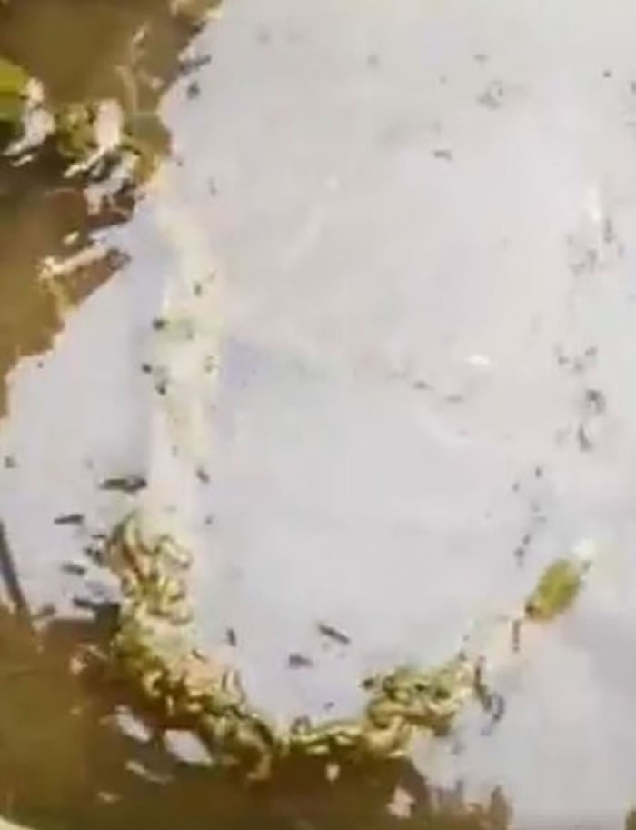 活蛇遭扔进水池被成千上万只水蛭吸血至死