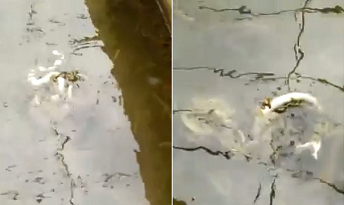 活蛇遭扔进水池被成千上万只水蛭吸血至死