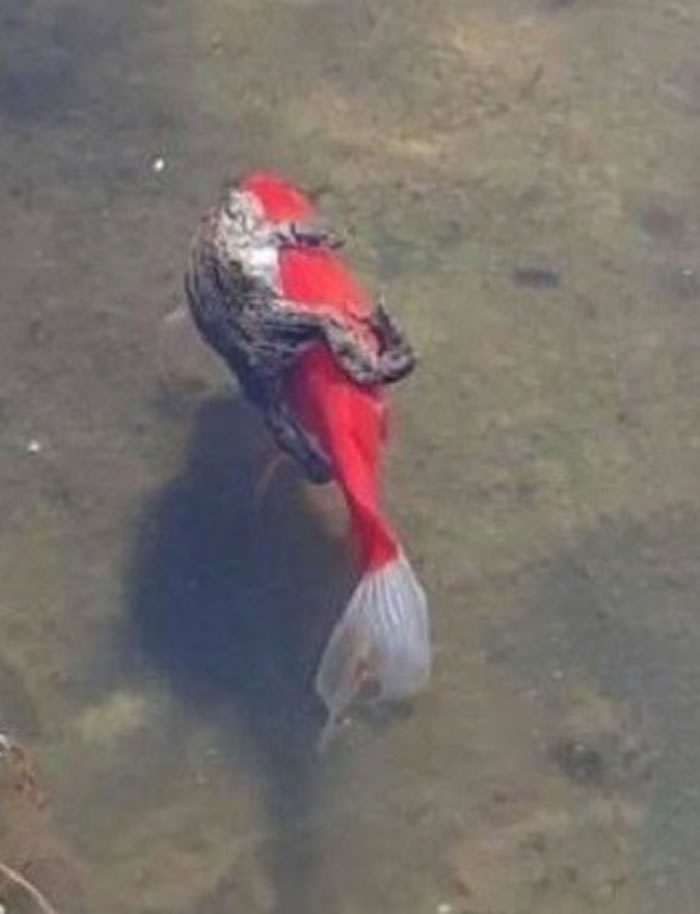 网友拍到一只青蛙环抱金鱼渡河