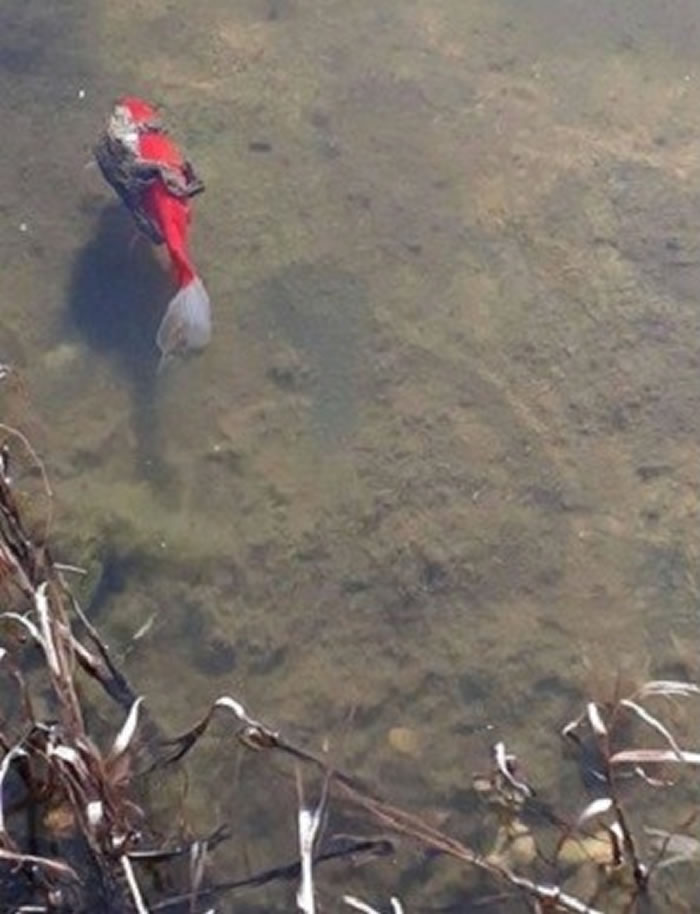 网友拍到一只青蛙环抱金鱼渡河