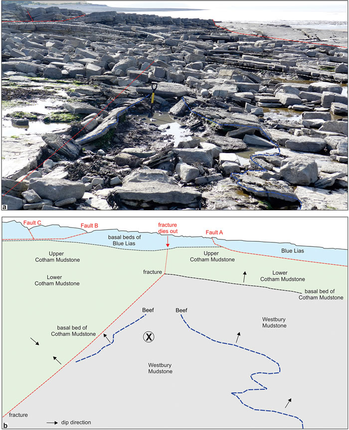 英国萨默塞特发现迄今为止最大海洋爬行动物化石