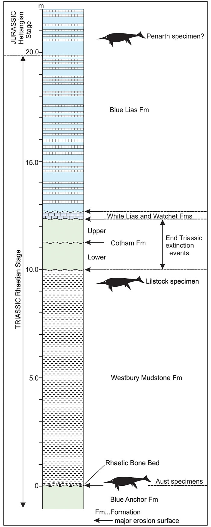 英国萨默塞特发现迄今为止最大海洋爬行动物化石
