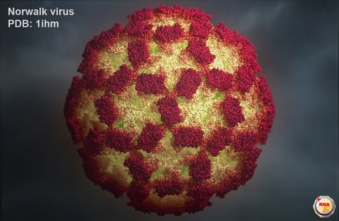 全部失灵——诺如病毒是如何做到的