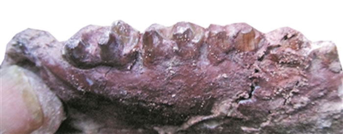 赵灿辉发现的哺乳动物牙齿化石,并命名为“赵氏三水脊兽”。