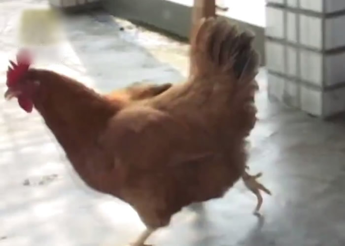 ��ĸ��������µĵ���ֻ�л�����С