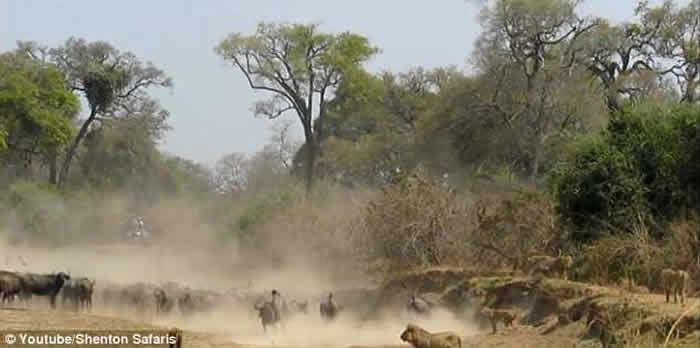 �ޱ��ǹ��ҹ�԰����ˮţ��ս����֮��ʨ��