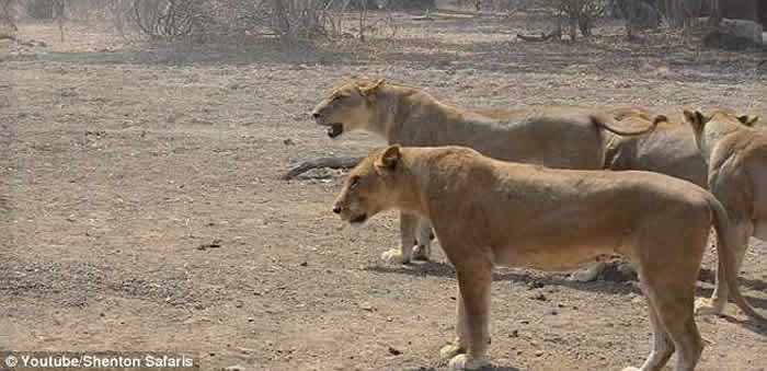 �ޱ��ǹ��ҹ�԰����ˮţ��ս����֮��ʨ��