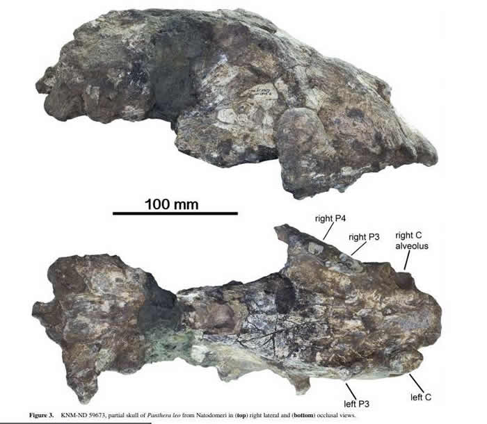 ѧڿNatodomeriѨʨͷǻʯ