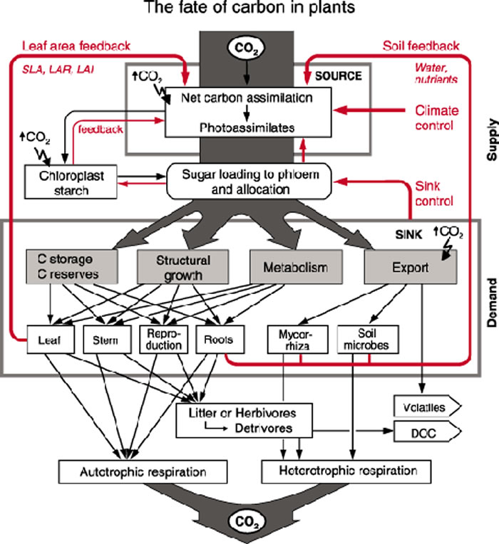 植物对二氧化碳浓度增加表现出的意外反应