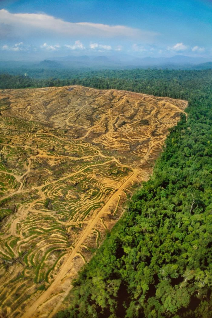 伐木让婆罗州的雨林伤痕累累。 PHOTOGRAPH BY FRANS LANTING, NATIONAL GEOGRAPHIC CREATIVE