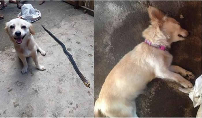 ���ɱ�С������۾��߶������˾�ͷ¶������Ц�� ȴ���������