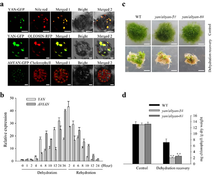 蛋白亚细胞定位及干旱恢复表型