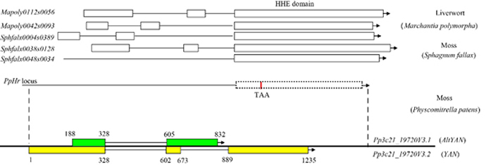 双编码基因YAN/AltYAN的基因结构及演化过程