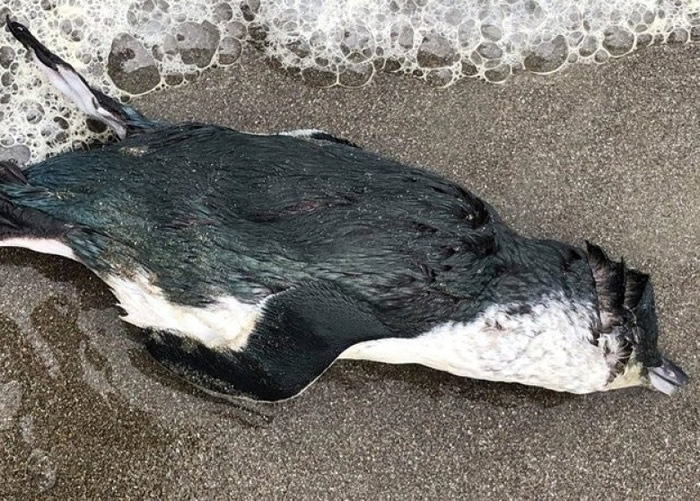 С�����ļ���������������ȱ��ʳ��������������������¡�