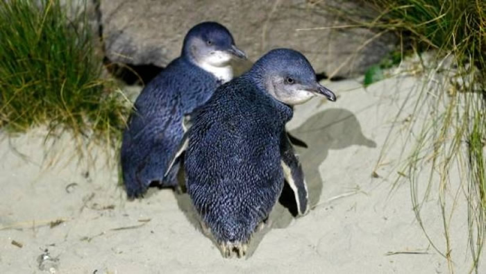 С�������ȫ����С�͵����Ʒ�֡�