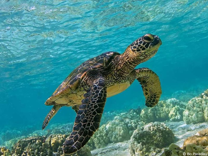 海龟懂得以地磁场特征寻回出生地。