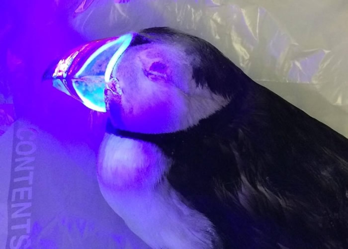 ���������������������£����е�๻ᷢ����ɫө�⡣