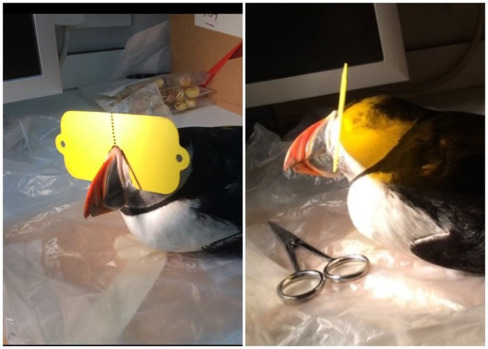 ����Ϊ�������һ�������̫���۾������ԡ�