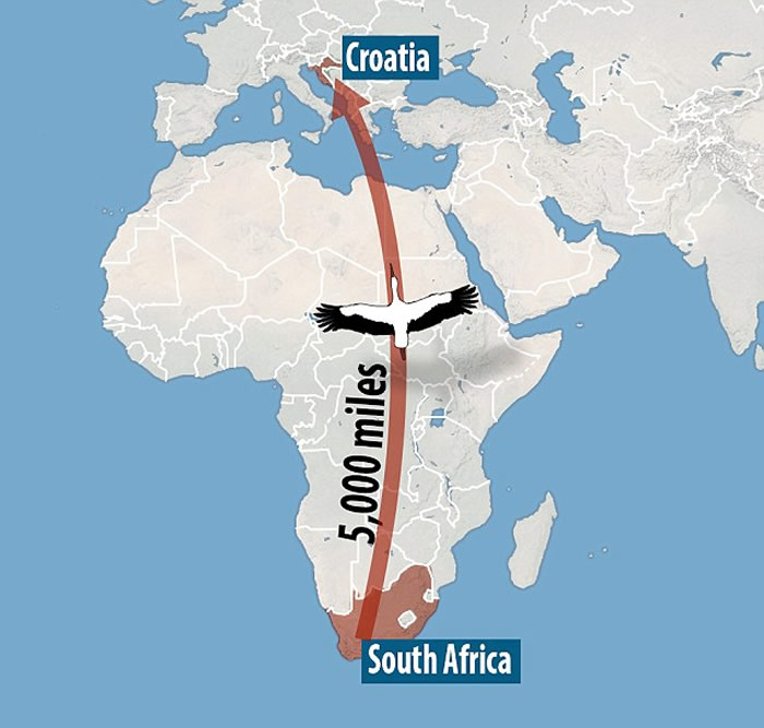 《旅游与休闲》杂志:南非鹳鸟连续16年春天飞到克罗地亚去看望受伤妻子