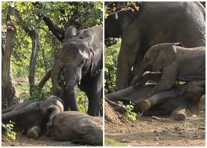 南非克鲁格国家公园两只小象滚地“打闹” 大象以鼻分隔