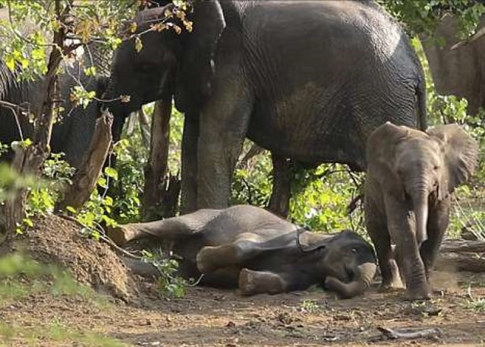 气势较强的小象(右)自行离开。