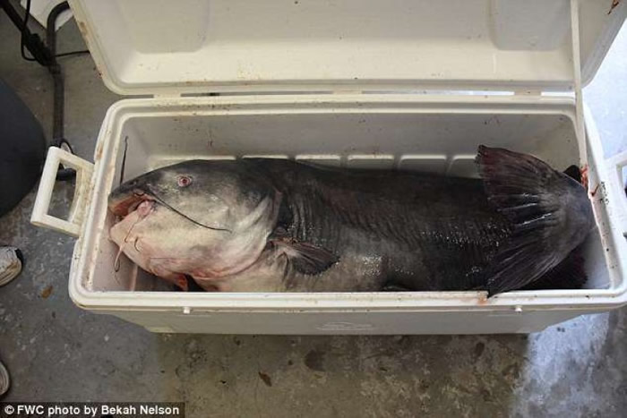 ������������������÷Ǵ�ͳ���������������� ����FWC����Ϊ�¼�¼