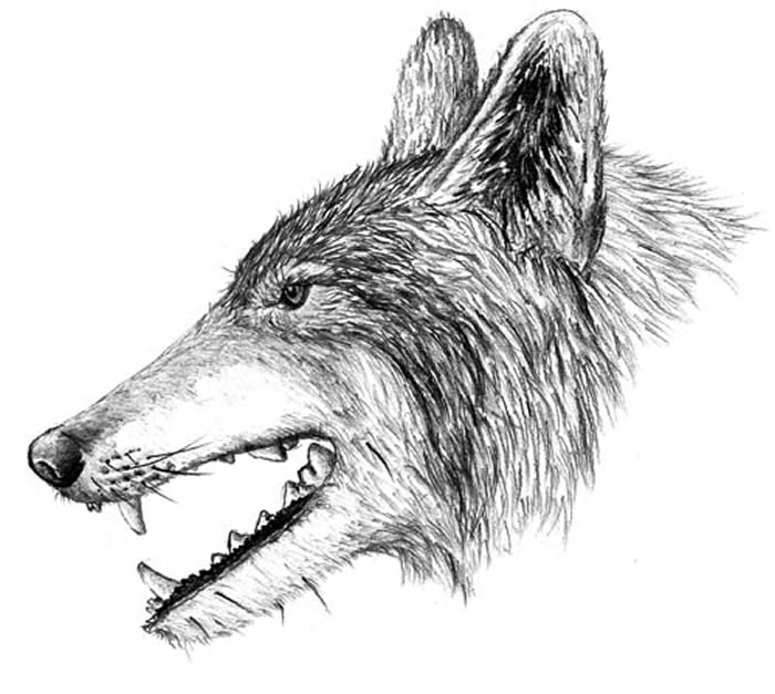 变异莫斯巴赫狼复原图(江左其杲供图)