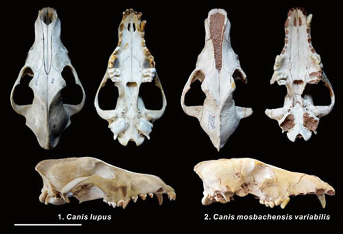 狼(左)和变异莫斯巴赫狼(右)头骨对比图(江左其杲供图)