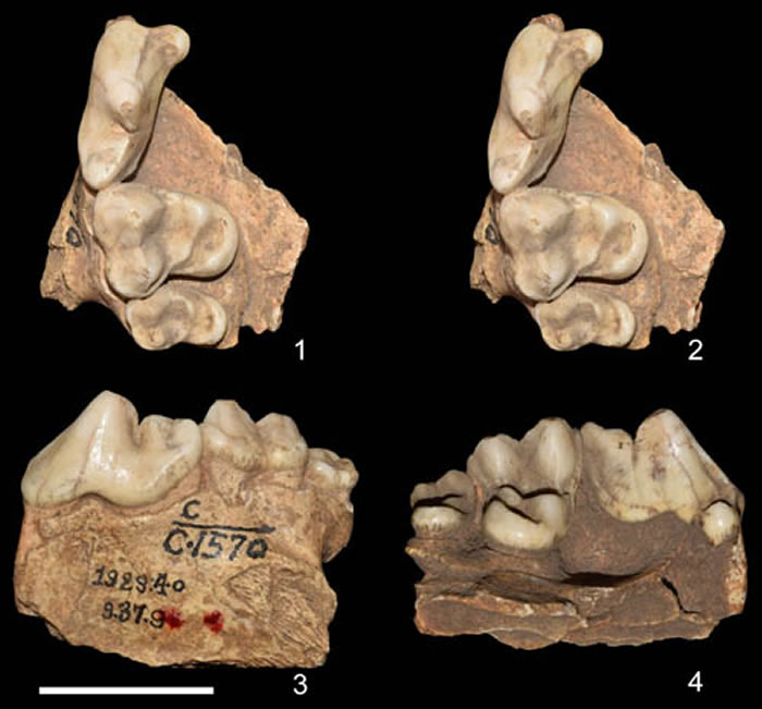 变异莫斯巴赫狼选型,比例尺2 cm(江左其杲供图)