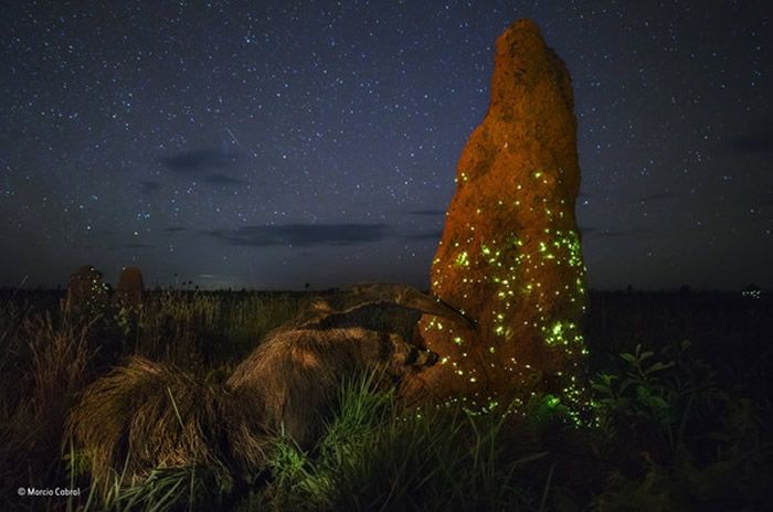 2017伦敦自然史博物馆野生动物摄影大赛首奖“夜袭者”疑造假 食蚁兽是“偷龙转凤”