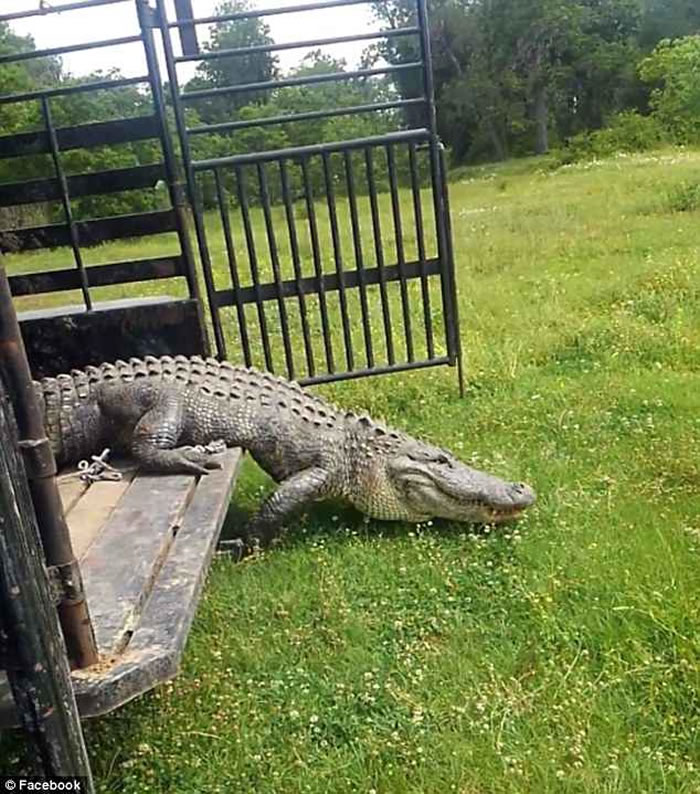 美国德州高速公路出现巨型鳄鱼 导致交通大堵塞