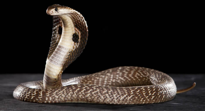 印度北方邦女子被蛇咬伤后埋入牛粪治疗 结果窒息而死