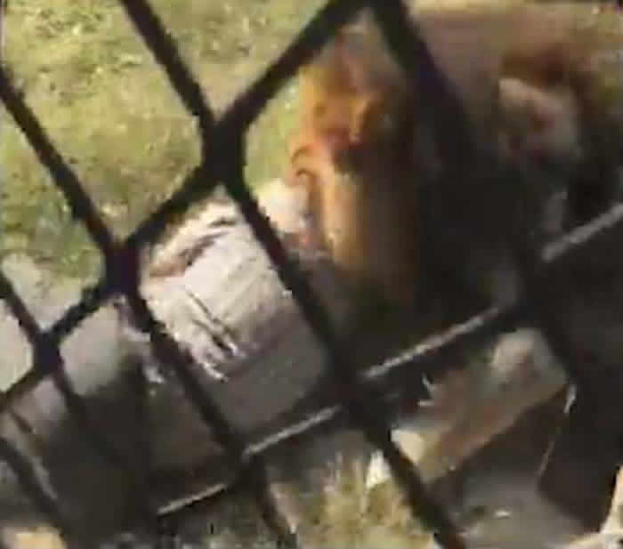 南非野生动物园园主检查令狮子不安的怪味时突遭雄狮袭击