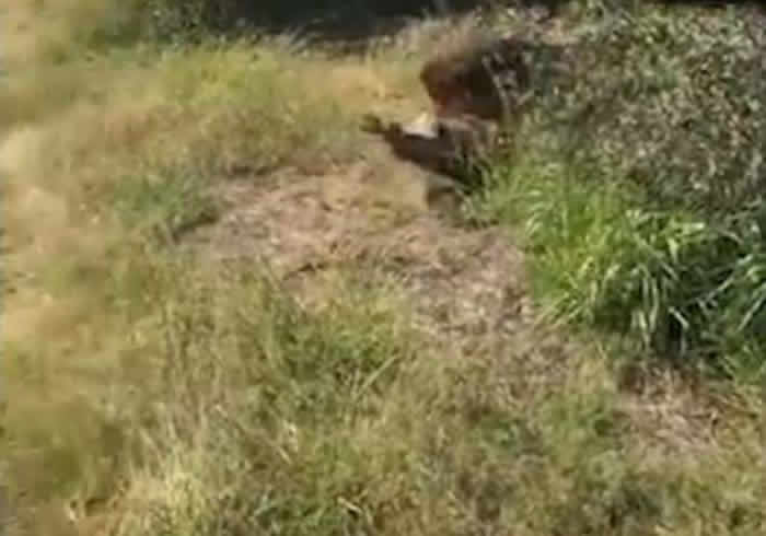 南非野生动物园园主检查令狮子不安的怪味时突遭雄狮袭击