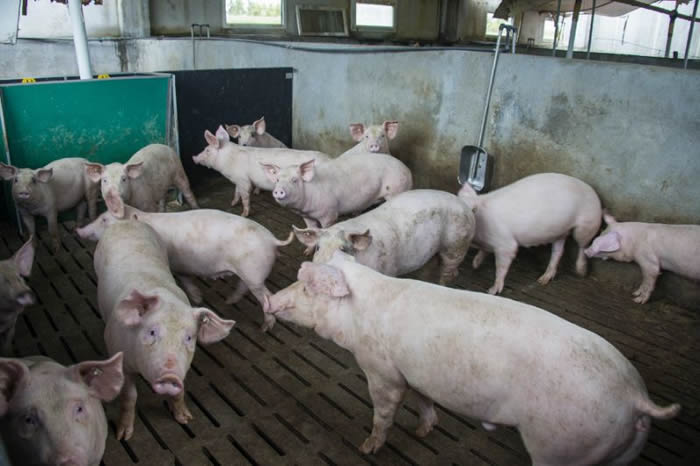 美国耶鲁大学科学家成功提取并让猪大脑存活36小时 人类有望永生?