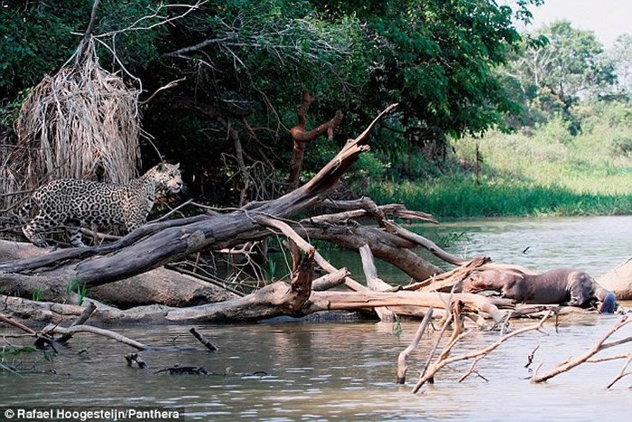 巴西圣洛伦索河美洲豹河边休憩遇凶恶水獭被吓跑